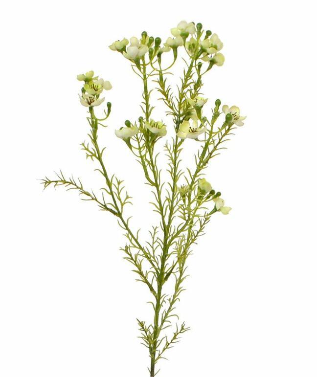 Keinotekoinen kasvi Chamelaucium uncinatum 65 cm