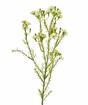 Keinotekoinen kasvi Chamelaucium uncinatum 65 cm