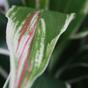 Keinotekoinen kasvi Dracena tuoksuva 60 cm