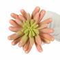 Keinotekoinen kasvi Echeveria pinkki 11 cm