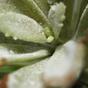 Keinotekoinen kasvi Eševéria 15 cm