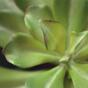 Keinotekoinen kasvi Eševéria 20 cm