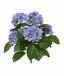 Keinotekoinen kasvi Hydrangea sininen 40 cm