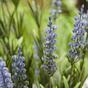 Keinotekoinen kasvi Laventelin sininen 50 cm