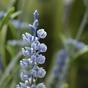 Keinotekoinen kasvi Laventelin sininen 50 cm
