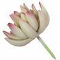 Keinotekoinen kasvi Lotus Echeveria 10 cm