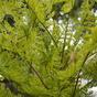 Keinotekoinen kasvi Naaras saniainen 75 cm
