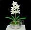 Keinotekoinen kasvi Orchidea Cymbidium kerma 50 cm