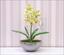 Keinotekoinen kasvi Orchidea Cymbidium vaaleanvihreä 50 cm