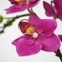 Keinotekoinen kasvi Orkidea violetti 50 cm