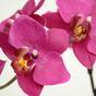 Keinotekoinen kasvi Orkidea violetti 80 cm