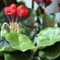Keinotekoinen kasvi Pakost punainen 40 cm