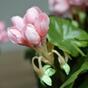 Keinotekoinen kasvi Pakost vaaleanpunainen 40 cm