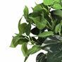 Keinotekoinen kasvi Philodendron Cordatum 45 cm