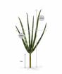 Keinotekoinen kasvi Svokrine -kielet 20 cm