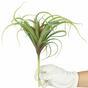 Keinotekoinen kasvi Tillandsia 15 cm