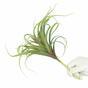 Keinotekoinen kasvi Tillandsia 15 cm