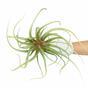 Keinotekoinen kasvi Tillandsia 15 cm
