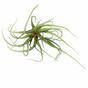 Keinotekoinen kasvi Tillandsia 15 cm