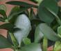 Keinotekoinen kasvi Tučnolist 30 cm