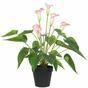 Keinotekoinen kasvi Valko-vaaleanpunainen calla 50 cm