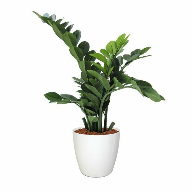 Keinotekoinen kasvi Zamiokulkas 65 cm