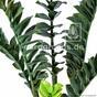 Keinotekoinen kasvi Zamiokulkas 75 cm