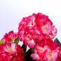 Keinotekoinen kimppu Geranium vaaleanpunainen 40 cm