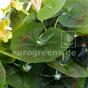 Keinotekoinen kimppu Geranium valkoinen 40 cm