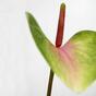 Keinotekoinen lehti Anthurium vaaleanpunainen-vihreä 50 cm