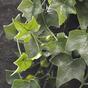 Keinotekoinen lonkero Ivy 65 cm