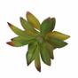 Keinotekoinen mehevä Aeonium Arboreum 14 cm