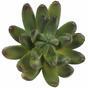 Keinotekoinen mehevä Echeveria vihreä 10 cm