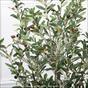 Keinotekoinen oliivipuu 110 cm