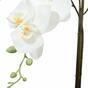 Keinotekoinen orkidea valkoinen 65 cm