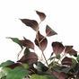 Keinotekoinen puu Ficus Benjamin viininpunainen 170 cm