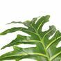 Keinotekoinen puu Philodendron 140 cm