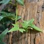 Keinotekoinen seppele Ivy 180 cm