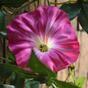 Keinotekoinen seppele Petunia pinkki 180 cm
