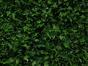 Keinotekoinen tummanvihreä lehtipuu Saniainen - 50x50 cm