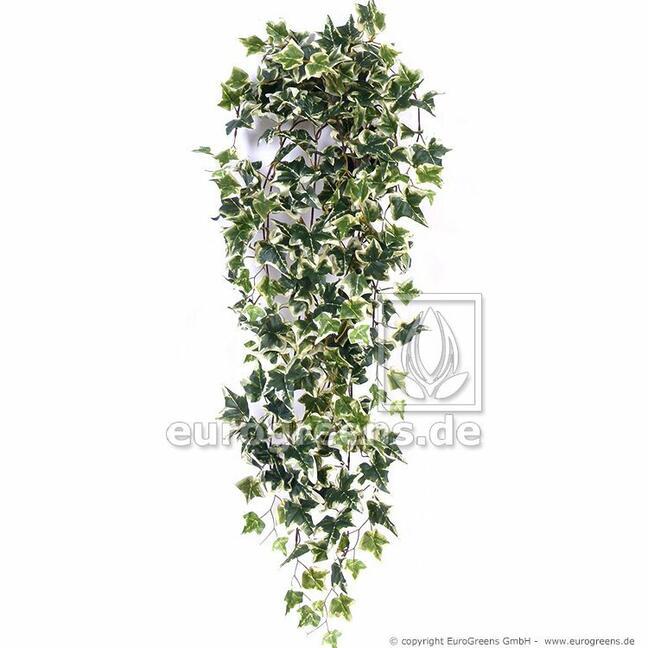 Keinotekoinen uros valkoihoinen muratti 70 cm