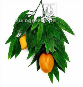 Mangon keinotekoinen haara hedelmillä