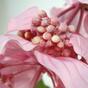 Medinilan keinotekoinen kasvi kaunis 100 cm