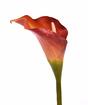 Tekokukka Calla oranssi 55 cm